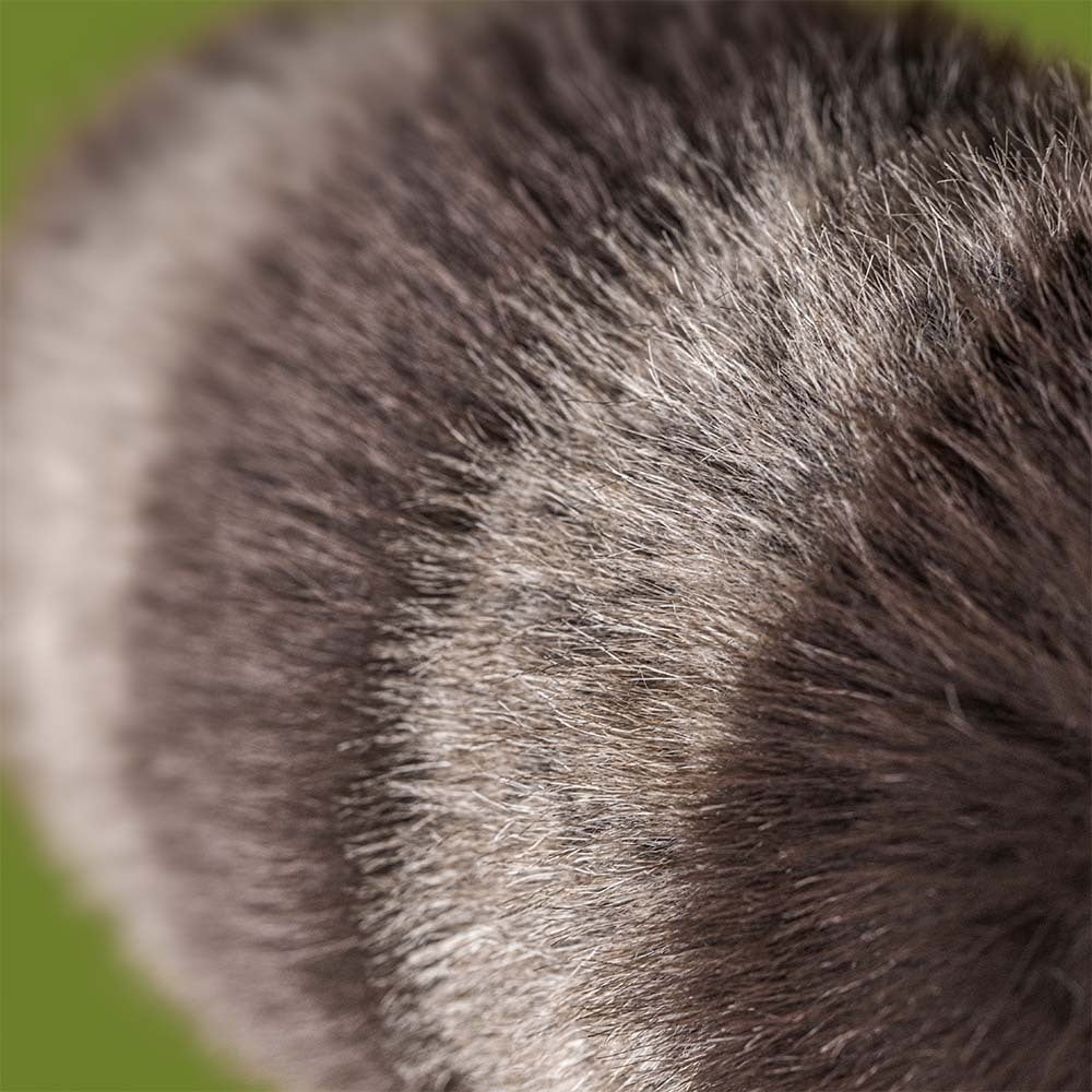 Trixiwoo Raccoon – Peluche Espiègle par Jellycat